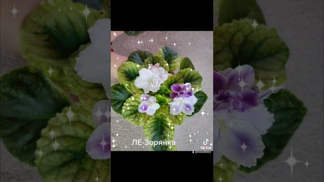 фиалка сорт ЛЕ- Зорянка смотреть онлайн