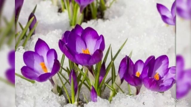 ...весенний вальс надежды... смотреть онлайн