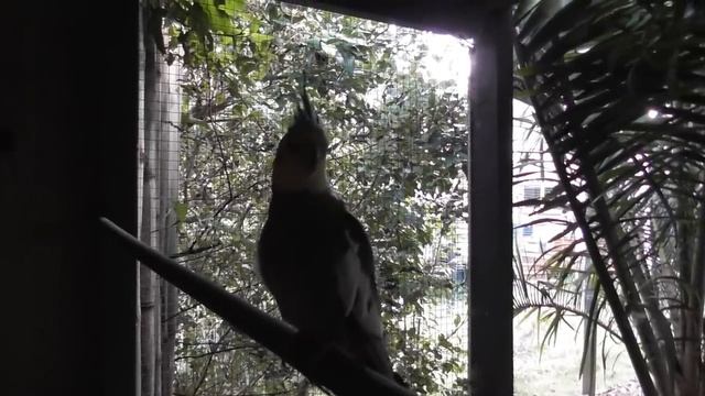 Cockatiel Companion 3 HOURS OF COCKATIELS!!! смотреть онлайн