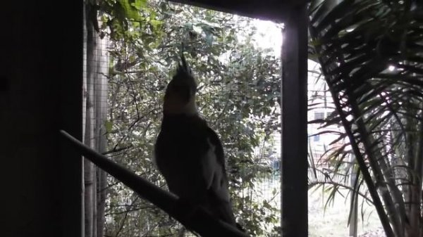 Cockatiel Companion 3 HOURS OF COCKATIELS!!!