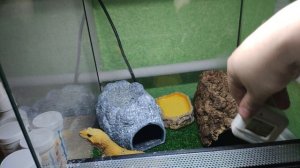 Как обустроить террариум для эублефара. Влог и обзор оборудования для террариума