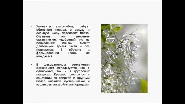 СНЕЖНОЦВЕТ смотреть онлайн