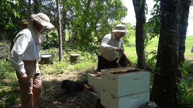 Honey #2 How to take care of a bee swarm from the garage (English version) смотреть онлайн