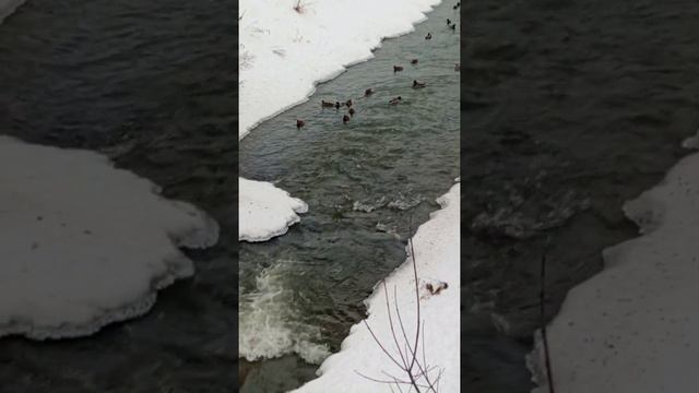 зимние утки смотреть онлайн
