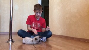 Дрессировка кошки | Как научить кошку выполнять разные команды, челлендж