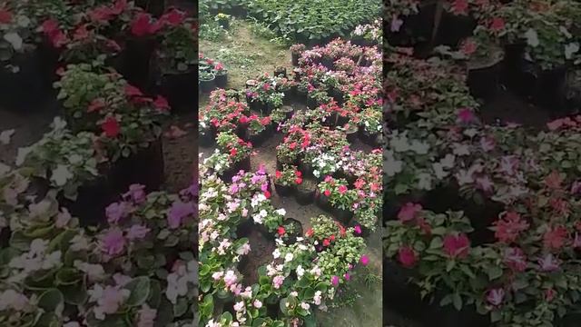 #love#flowers#love india#love natural beauty#love for everyone смотреть онлайн