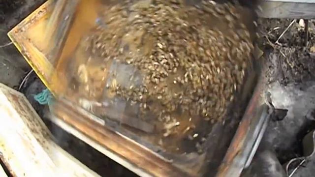 зимовка краинских пчел на воле в Подмосковье - весенние работы с пчелами смотреть онлайн