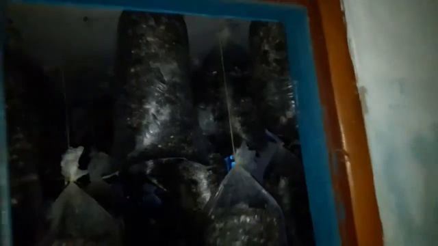 розвішування блоків на дозрівання. Вешенка Глива смотреть онлайн