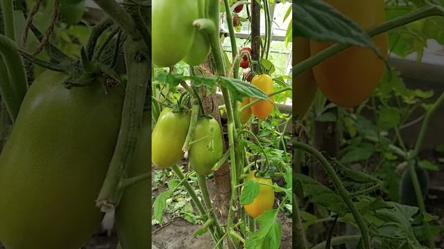 Томаты из магазина смотреть онлайн