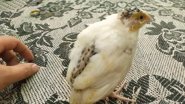 Перепела Феникс их дети другой породы смотреть онлайн