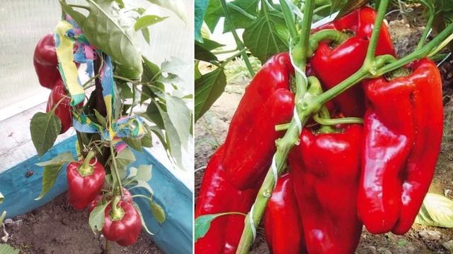 Сорт перца Атлант смотреть онлайн