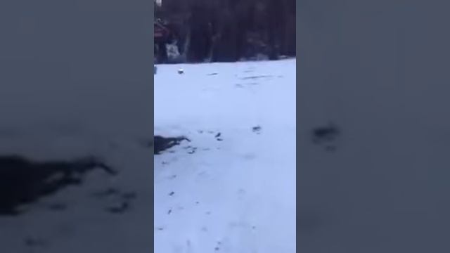 Snowmobile crahes into the tree смотреть онлайн