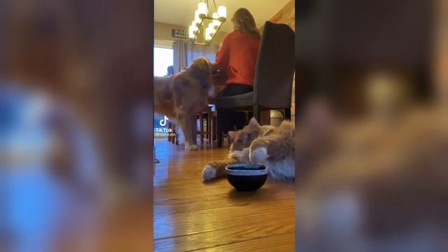 САМЫЙ ТОЛСТЕНЬКИЙ КОТИК В МИРЕ! ПОДБОРКА СМЕШНЫХ ВИДЕО ПРИКОЛОВ С КОТАМИ! ЖИРНЫЙ КОТ КНИГА РЕКОРДОВ смотреть онлайн
