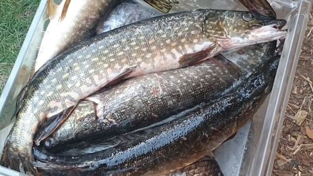 Нож 《Якут Малый》 от Клёвой Рыбалки смотреть онлайн