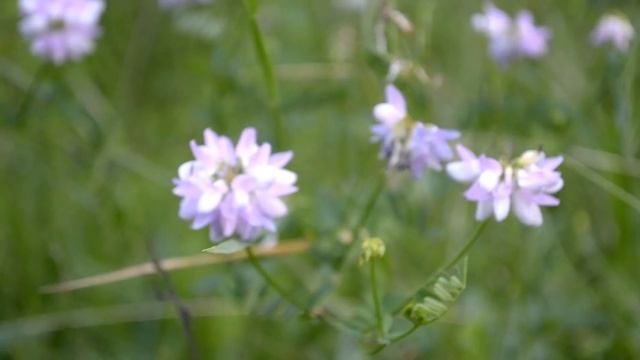 На АЛЬФЕ в лес с ночевкой. Поездка которая полностью вышла из под контроля.