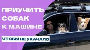 Как ПРИУЧИТЬ собаку к МАШИНЕ? СОБАКУ УКАЧИВАЕТ
