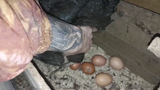 ВЫЛУПЛЕНИЕ ЦЫПЛЕНКА В ИНКУБАТОРЕ!!!Я ТАК ЭТОГО ЖДАЛ!МАЛЕНЬКИЙ ЧУДИК! смотреть онлайн