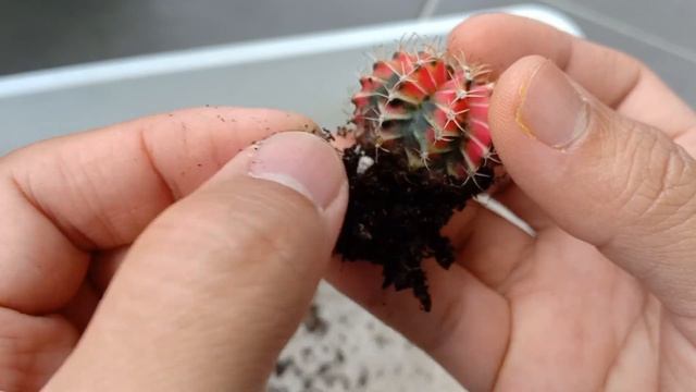 Gymnocalycium Multicolor Offset Propagation