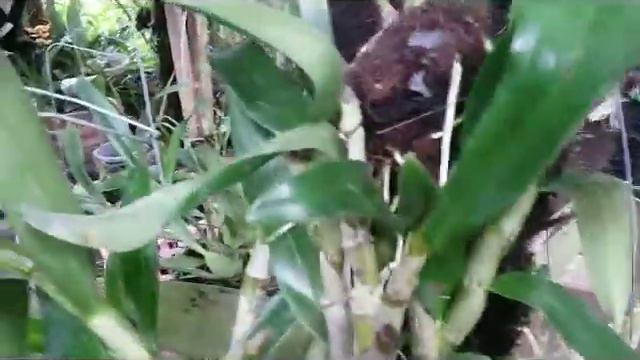 Mounted orchid - dendrobium nobile - healthy orchid on the mount смотреть онлайн