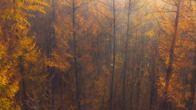 Очаровательные осенние леса с красивой фортепианной музыкой 4K Осенняя атмосфера и осенняя листва смотреть онлайн