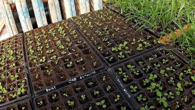 Газания, петуния, алисум, ампельная петуния, огурец лютояр, томат загадка. смотреть онлайн