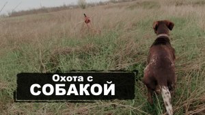 Охота с СОБАКОЙ | Курцхаар (kurzhaar)