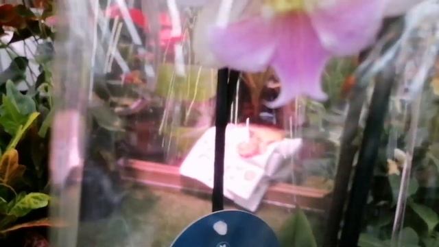 Шок-цена, на орхидеи в Леруа Мерлен. ??