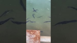 зарыбление пруда веслонос и амур. июнь 2022