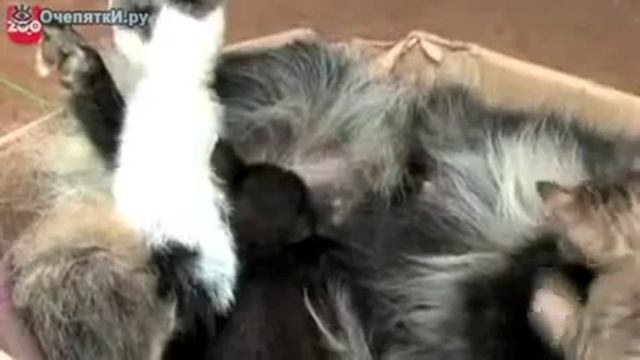 Собака приютила котят смотреть онлайн