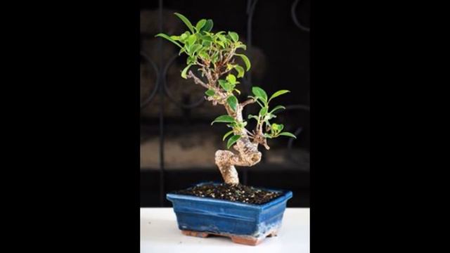 Serissa Foetida (Snow Rose)