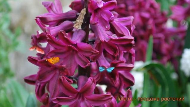 Гиацинт садовый Вудсток (hyacinthus Giatsint-sadovyy) ? обзор: как сажать, луковицы гиацинты Вудсто