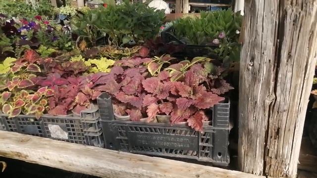 Ещё 40 сортов колеусов!!! смотреть онлайн