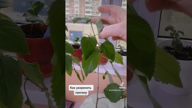 Как укоренить лантану смотреть онлайн