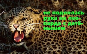 Охотник пожалел леопарда, который нес в пасти детёныша. Интересные истории из жизни.