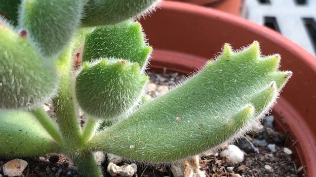 Cotyledon tomentosa 多肉植物辨識 熊童子 - 綠熊 смотреть онлайн