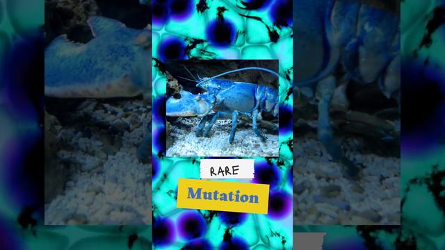 Shell Shocked смотреть онлайн