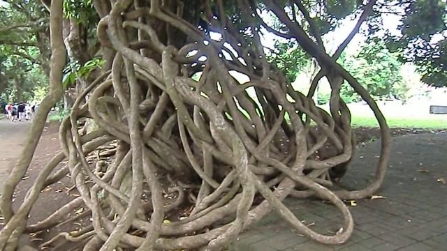 Mauritius. Растение паразит-качели смотреть онлайн