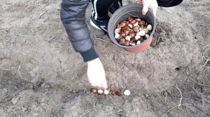 ПОСАДКА ДЕТКИ ТЮЛЬПАНОВ В ГРУНТ