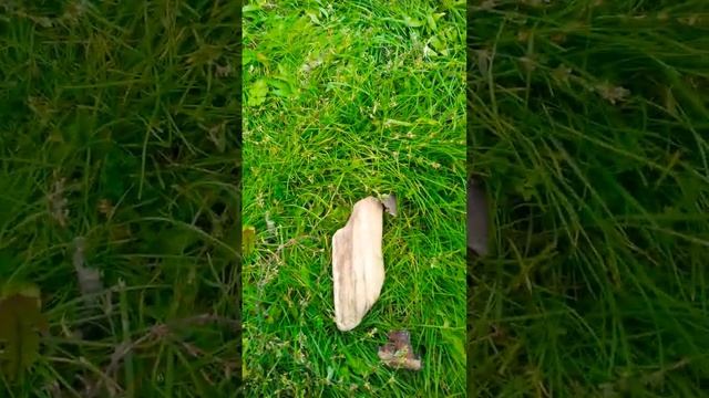 КАМЕННОЕ ДЕРЕВО ??? смотреть онлайн