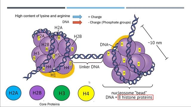 Chromosomes and DNA Packaging смотреть онлайн