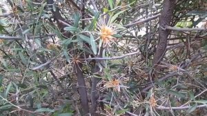 Гревиллея Робуста. Описание. Как размножить и вырастить Гравиллею в комнате