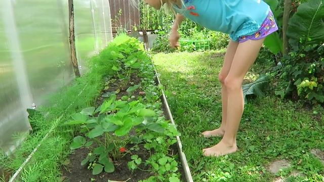Сбор ягод полным ходом! Урожайный огород Клубника Черешня и Малина 25.06.19 смотреть онлайн