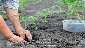 Томат Розовый гигант