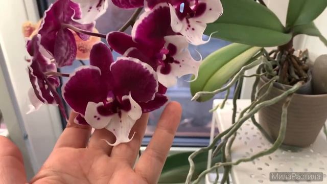Домашнее цветение фаленопсисов: Sun peach, Allura Santa Claus, Sogo vieker '456' (peloric), Mambo. смотреть онлайн