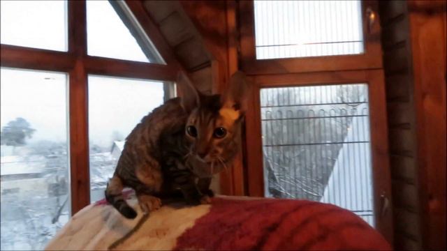 Котята корниш рекс Тутанхамон и Стивен Тайлер Island of Legends (Cornish Rex ) смотреть онлайн