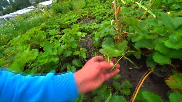 обзор и экскурсия,дачные будни#3 смотреть онлайн
