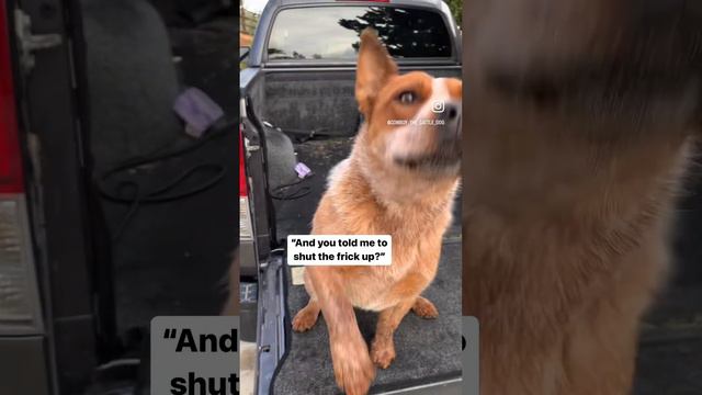 He's A Good Watch Dog...sometimes Too Good #australiancattledog