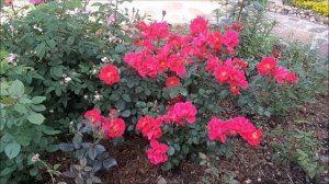 Красивый сад своими руками. Ландшафтный дизайн.