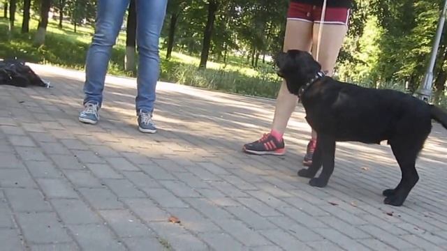 Команды - "ко мне, сидеть, лежать, стоять", 2-е занятие смотреть онлайн