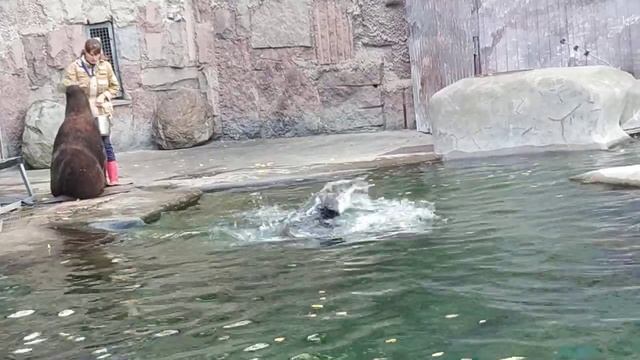 Кормление морских котикофф смотреть онлайн